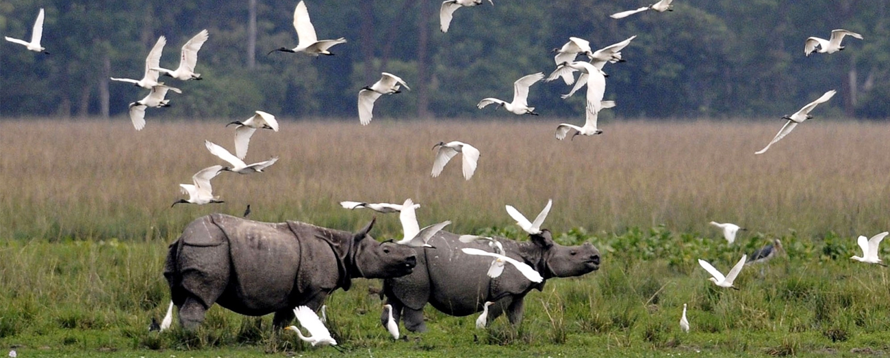 Assam Tour